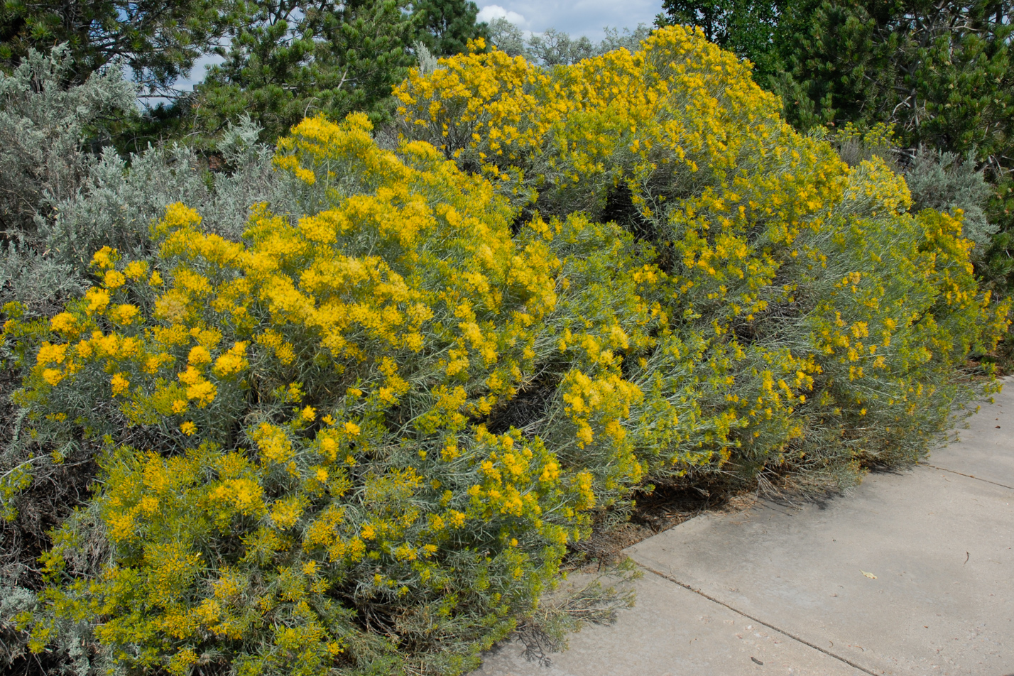 Tall Rabbitbrush